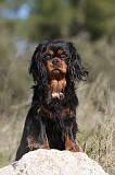 CAVALIER KING CHARLES 275